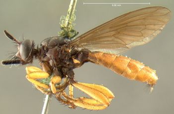 Media type: image;   Entomology 12836 Aspect: habitus lateral view